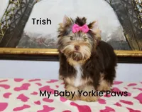 Trish, a female Yorkshire Terrier for sale in California, CA – Photo 8 of 9