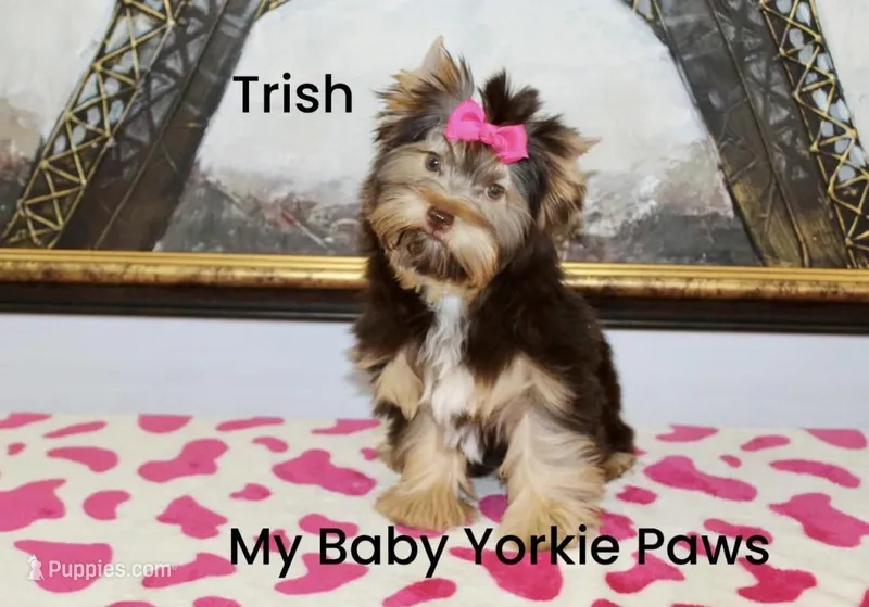 Trish – Yorkshire Terrier puppy for sale in California, CA