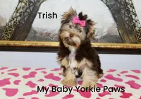 Trish, a female Yorkshire Terrier for sale in California, CA – Photo 3 of 9