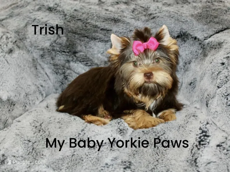 Trish – Yorkshire Terrier puppy for sale in California, CA