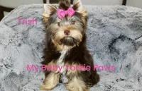 Trish, a female Yorkshire Terrier for sale in California, CA – Photo 9 of 9