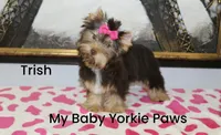 Trish, a female Yorkshire Terrier for sale in California, CA – Photo 4 of 9