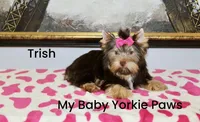 Trish, a female Yorkshire Terrier for sale in California, CA – Photo 5 of 9
