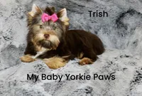Trish, a female Yorkshire Terrier for sale in California, CA – Photo 7 of 9