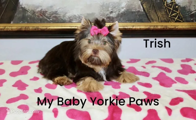 Trish, a female Yorkshire Terrier for sale in California, CA – Photo 1 of 9