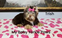 Trish, a female Yorkshire Terrier for sale in California, CA – Photo 1 of 9