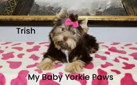 Trish, a female Yorkshire Terrier for sale in California, CA – Photo 6 of 9