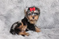 Caesar, a male Yorkshire Terrier for sale in Perris, CA – 7 of 7