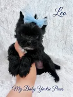 Tcup Leo, a male Yorkshire Terrier for sale in Perris, CA – 6 of 9