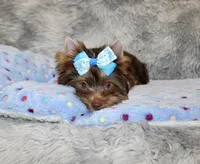Mochi, a male Yorkshire Terrier for sale in Perris, CA – 5 of 10