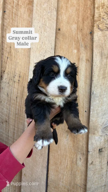 Summit – Bernese Mountain Dog puppy for sale in Hartville, MO