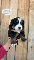 Summit, a male Bernese Mountain Dog for sale in Hartville, MO – Photo 1 of 2