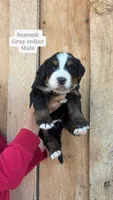 Summit, a male Bernese Mountain Dog for sale in Hartville, MO – Photo 2 of 2