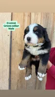 Everest, a male Bernese Mountain Dog for sale in Hartville, MO – Photo 1 of 3