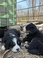 Everest, a male Bernese Mountain Dog for sale in Hartville, MO – Photo 3 of 3