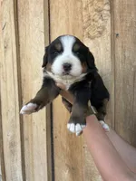 Everest, a male Bernese Mountain Dog for sale in Hartville, MO – Photo 2 of 3