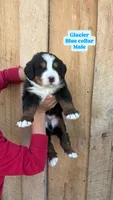 Glacier, a male Bernese Mountain Dog for sale in Hartville, MO – Photo 2 of 2