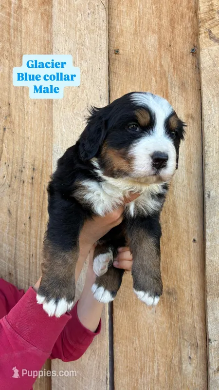 Glacier – Bernese Mountain Dog puppy for sale in Hartville, MO