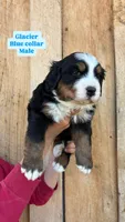 Glacier, a male Bernese Mountain Dog for sale in Hartville, MO – Photo 1 of 2
