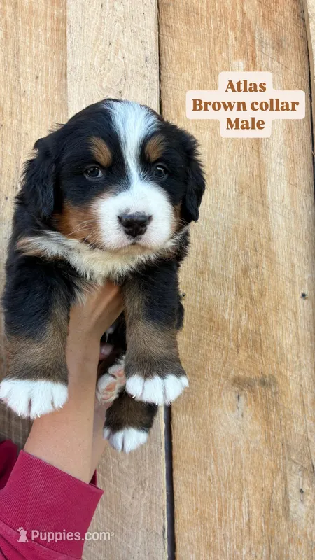 Atlas – Bernese Mountain Dog puppy for sale in Hartville, MO