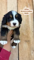 Atlas, a male Bernese Mountain Dog for sale in Hartville, MO – Photo 1 of 2