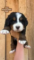 Atlas, a male Bernese Mountain Dog for sale in Hartville, MO – Photo 2 of 2