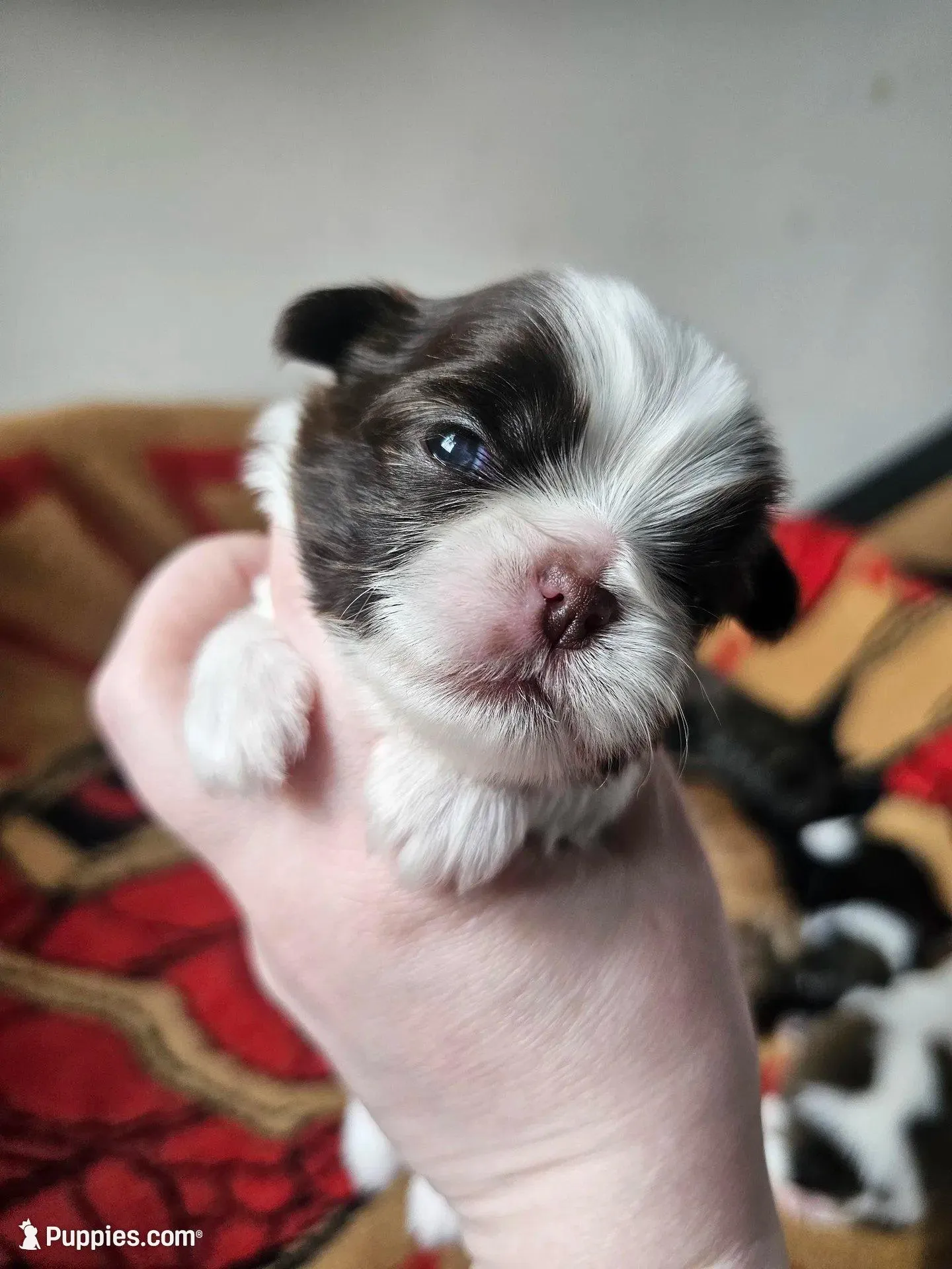 Max, a male Shih Tzu for sale in Yorkville, IL – Photo 2 of 4