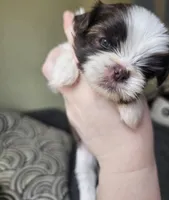 Max, a male Shih Tzu for sale in Yorkville, IL – Photo 3 of 4