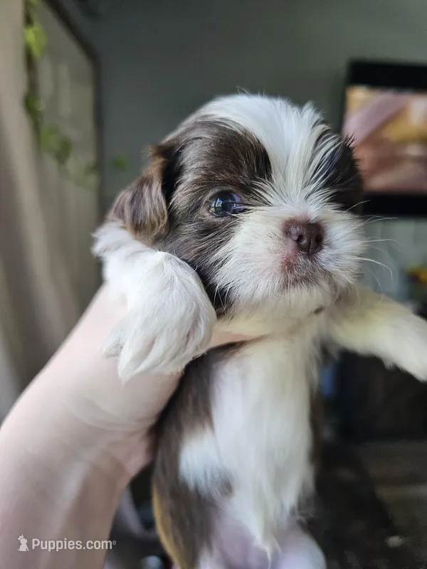Max – Shih Tzu puppy for sale in Yorkville, IL