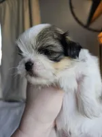 Leo, a male Shih Tzu for sale in Yorkville, IL – Photo 5 of 7