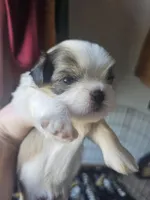 Leo, a male Shih Tzu for sale in Yorkville, IL – Photo 2 of 7