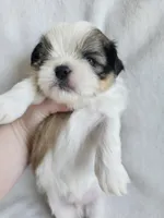 Leo, a male Shih Tzu for sale in Yorkville, IL – Photo 3 of 7