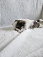 Leo, a male Shih Tzu for sale in Yorkville, IL – Photo 6 of 7