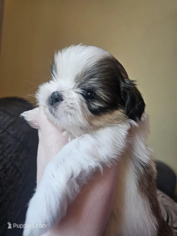Leo – Shih Tzu puppy for sale in Yorkville, IL