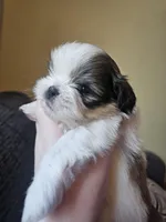 Leo, a male Shih Tzu for sale in Yorkville, IL – Photo 1 of 7