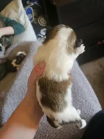 Leo, a male Shih Tzu for sale in Yorkville, IL – Photo 4 of 7