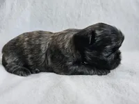 Milo, a male Shih Tzu for sale in Yorkville, IL – Photo 3 of 4