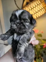 Milo, a male Shih Tzu for sale in Yorkville, IL – Photo 1 of 4