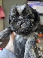 Milo, a male Shih Tzu for sale in Yorkville, IL – Photo 2 of 4