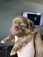 Bear, a male Shih Tzu for sale in Yorkville, IL – Photo 4 of 6