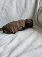 Bear, a male Shih Tzu for sale in Yorkville, IL – Photo 3 of 6