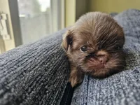 Bear, a male Shih Tzu for sale in Yorkville, IL – Photo 2 of 6