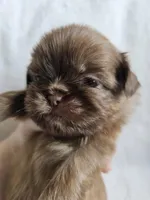 Bear, a male Shih Tzu for sale in Yorkville, IL – Photo 5 of 6