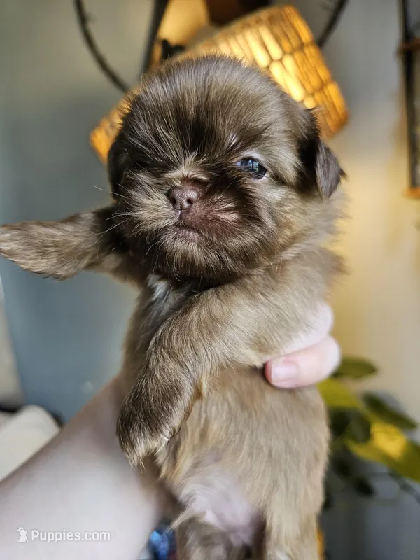 Bear – Shih Tzu puppy for sale in Yorkville, IL