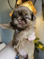 Bear, a male Shih Tzu for sale in Yorkville, IL – Photo 1 of 6