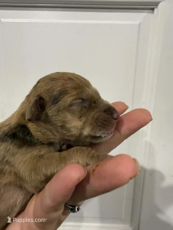 Delilah – Great Dane puppy for sale in Fort Myers, FL