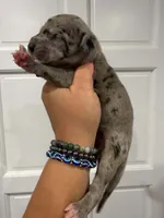 Chaos, a male Great Dane for sale in Fort Myers, FL – 2 of 3