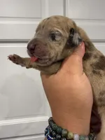 Cookie, a female Great Dane for sale in Fort Myers, FL – 3 of 3