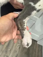 Benny, a male Great Dane for sale in Fort Myers, FL – 2 of 2