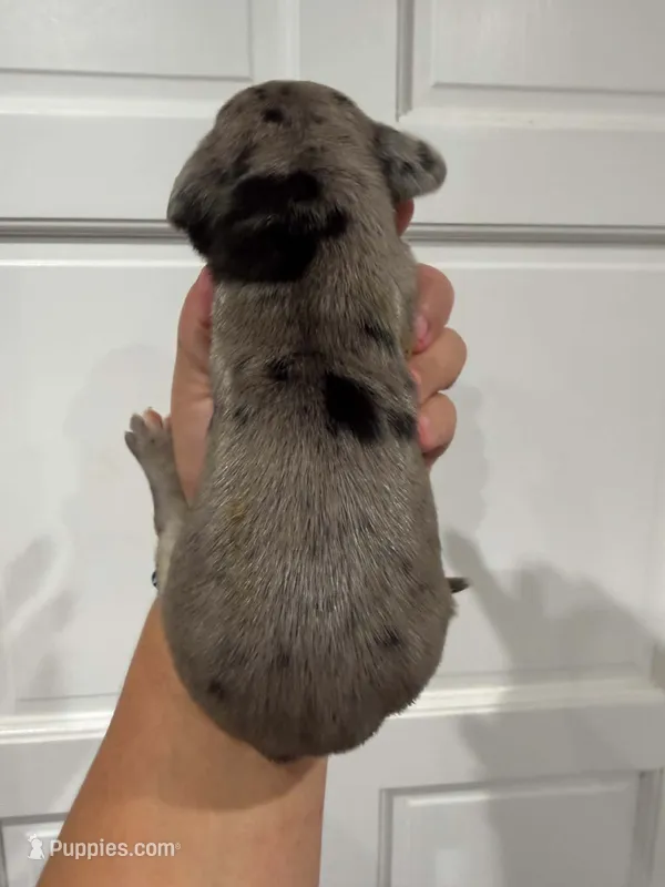 Comet – Great Dane puppy for sale in Fort Myers, FL